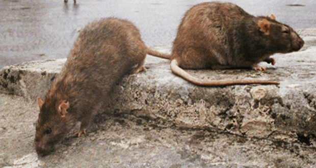 A Trebisacce invasione di ratti