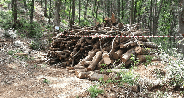 SAN SOSTI (CS): SEQUESTRATI 15MILA METRI DI BOSCO E 2MILA QUINTALI DI LEGNAME
