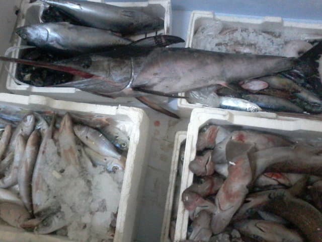 Sequestrato oltre mezzo quintale di pesce nocivo