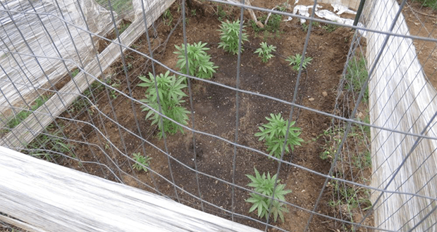 La Polizia Provinciale sequestra piante di Marijuana nel cuore della Sila