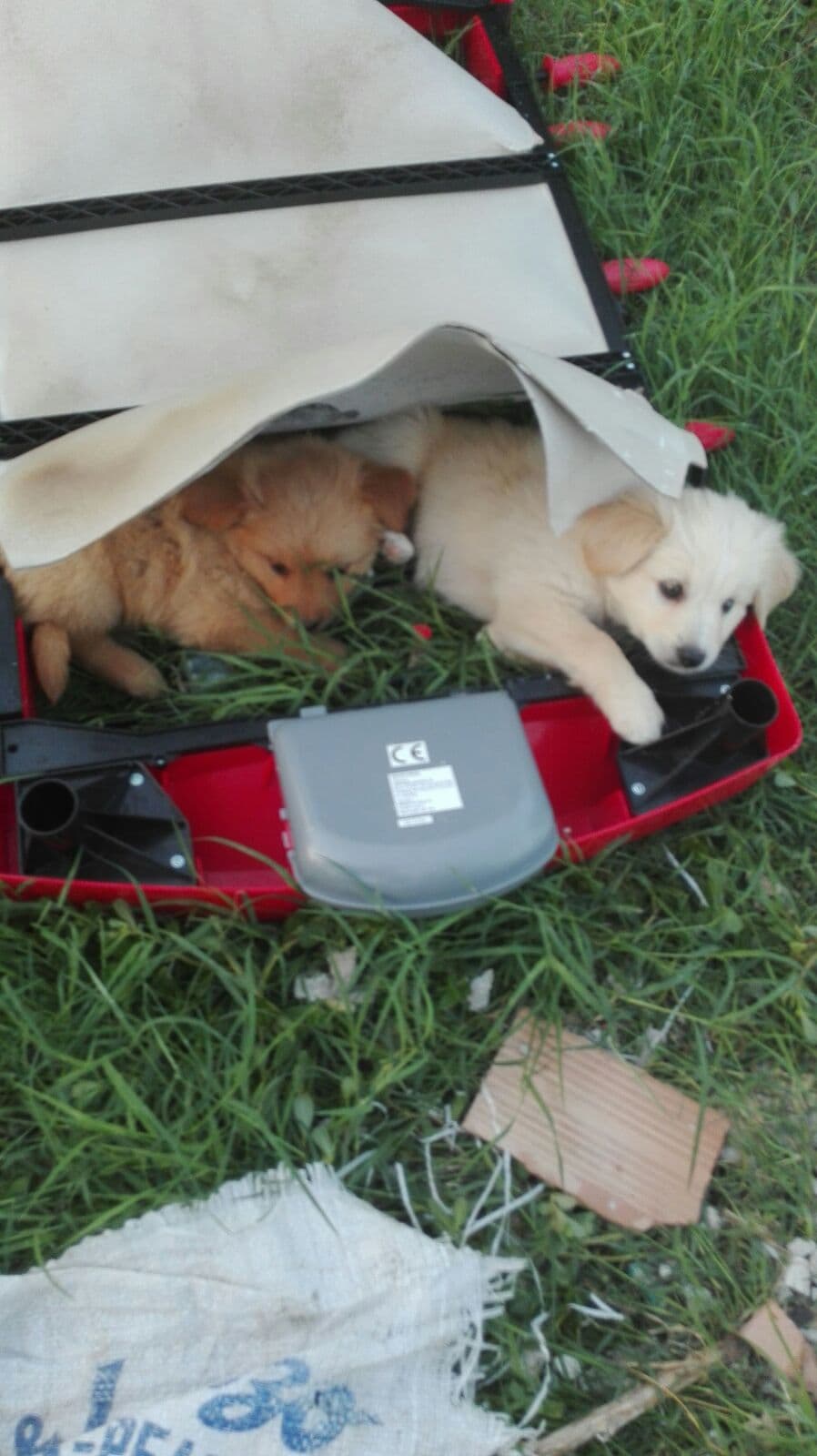 Rossano,cuccioli abbandonati in zona Petra