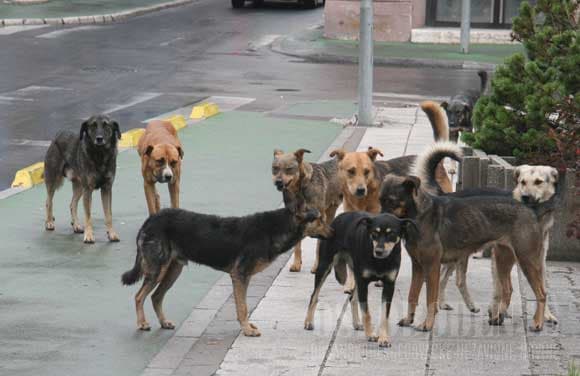 Acri, bimba aggredita da branco di cani
