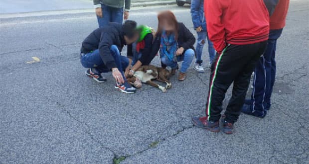Rossano: cucciolo investito, l'auto killer fugge via
