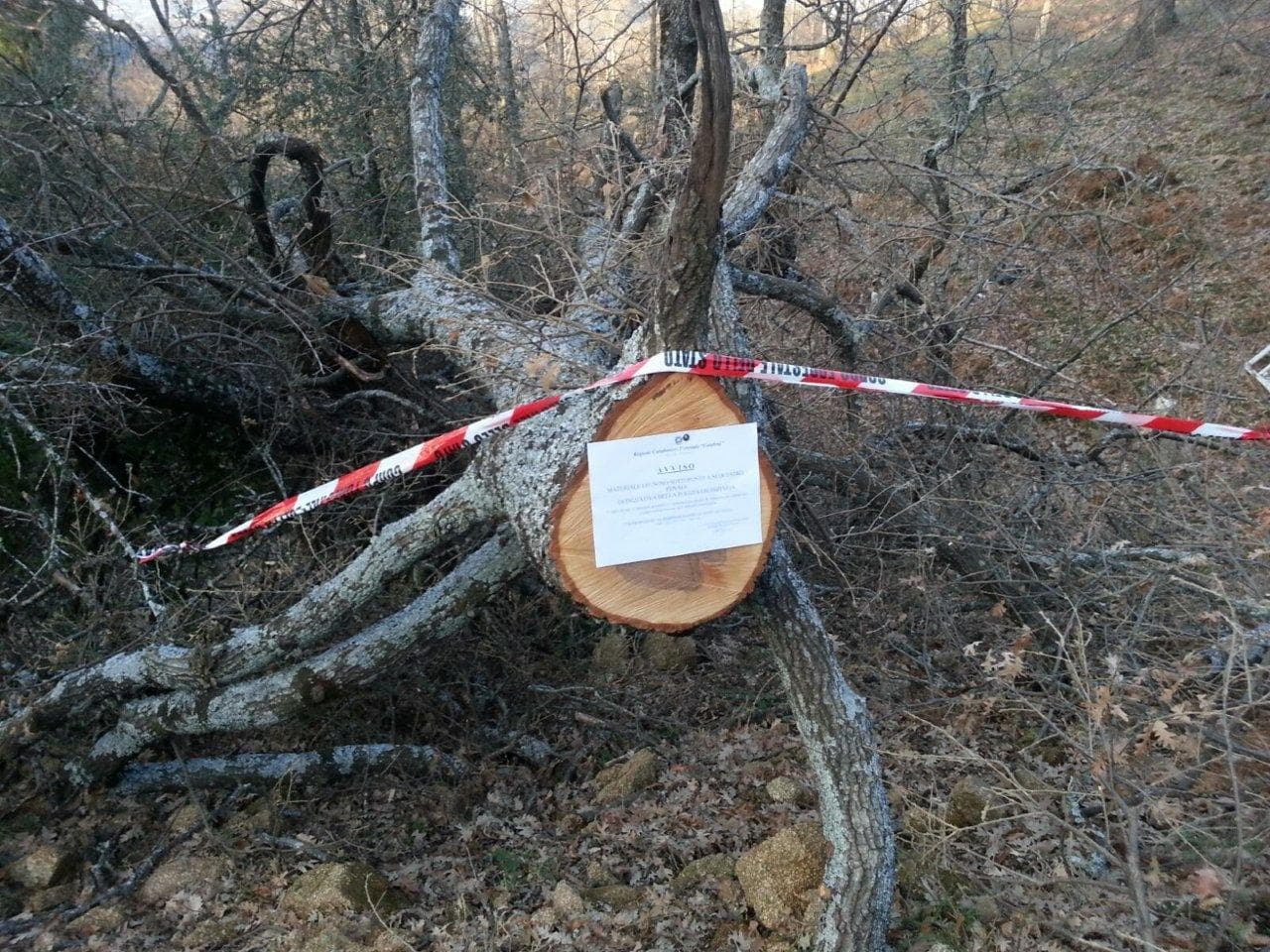 Furto legna montagna Rossano, arrestato 34enne