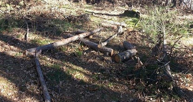 Taglio abusivo di alberi nella Sila Greca