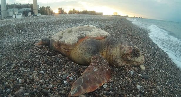 WWF Rossano: un'altra tartaruga uccisa