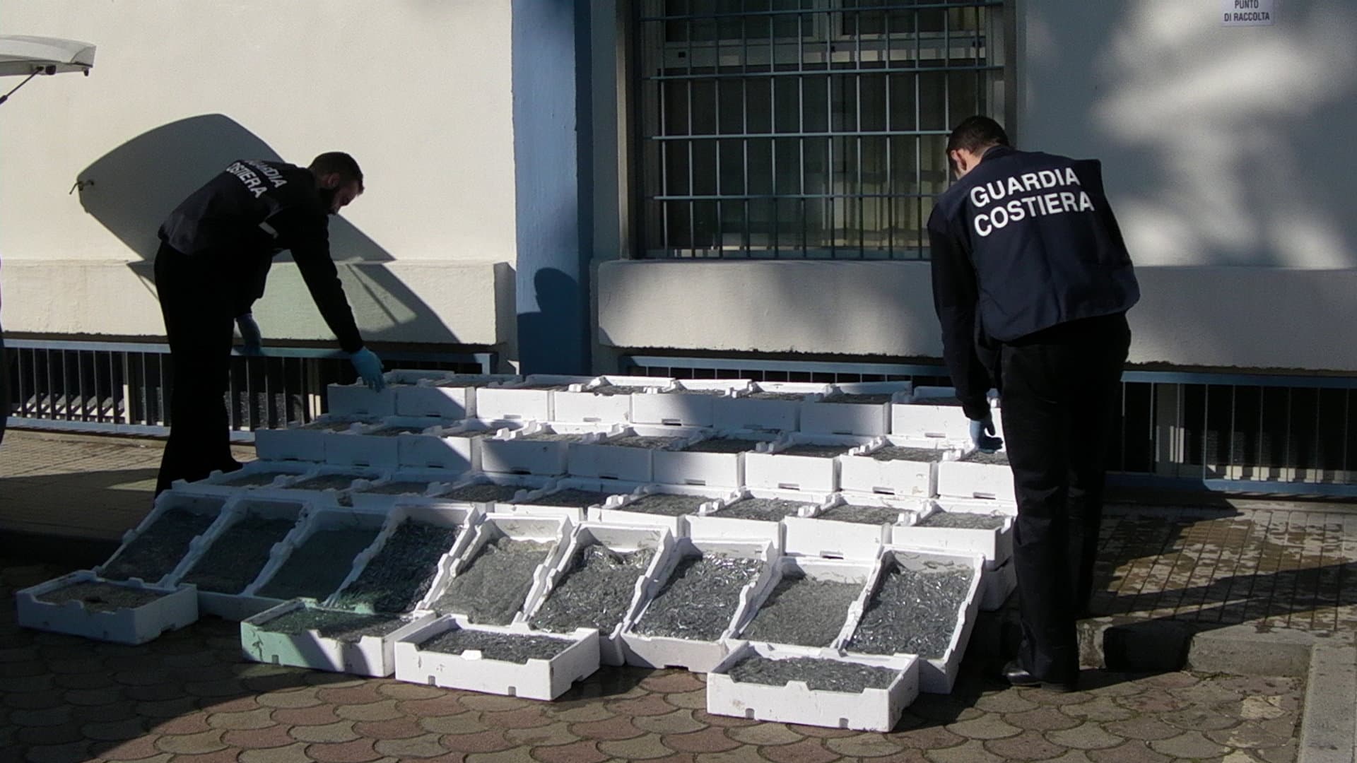 Capitaneria, sequestrata una tonnellata di bianchetto