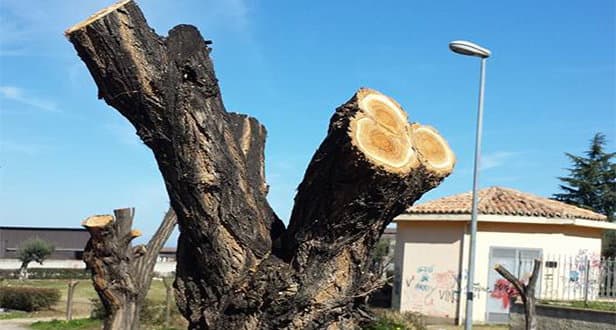 Rossano, lo scempio della capitozzatura degli alberi
