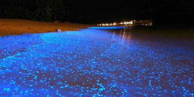Corigliano, individuate microalghe bioluminescenti