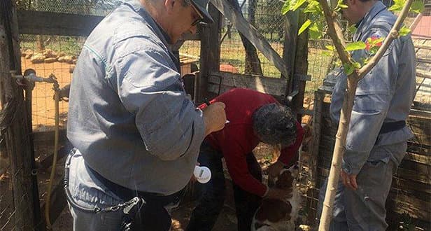 Francavilla, sequestrati cani da caccia