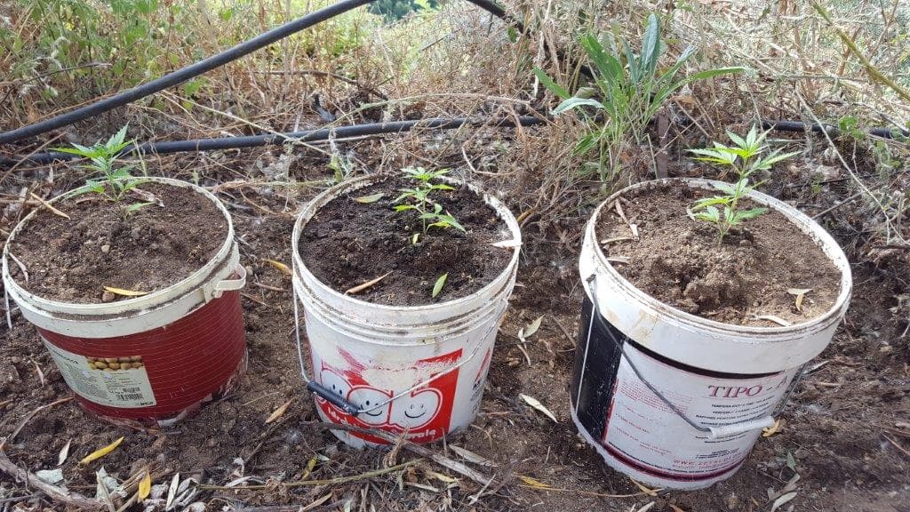 San Giorgio, 2 arresti per produzione sostanza stupefacente