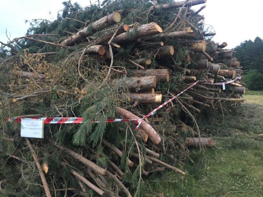 Tagli di pini all’interno del Parco della Sila