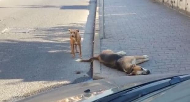 Cane abbandonato sull'asfalto, Rossano dacci una zampa: esporremo denuncia