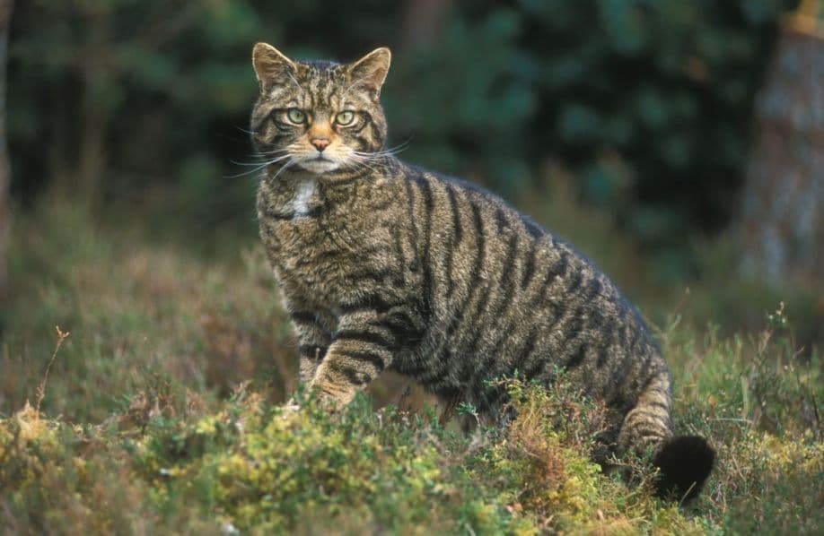 Parco d'Aspromonte, "catturato" il gatto selvatico europeo