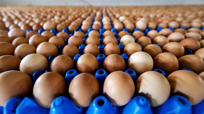 Uova contaminate, sequestro in Calabria