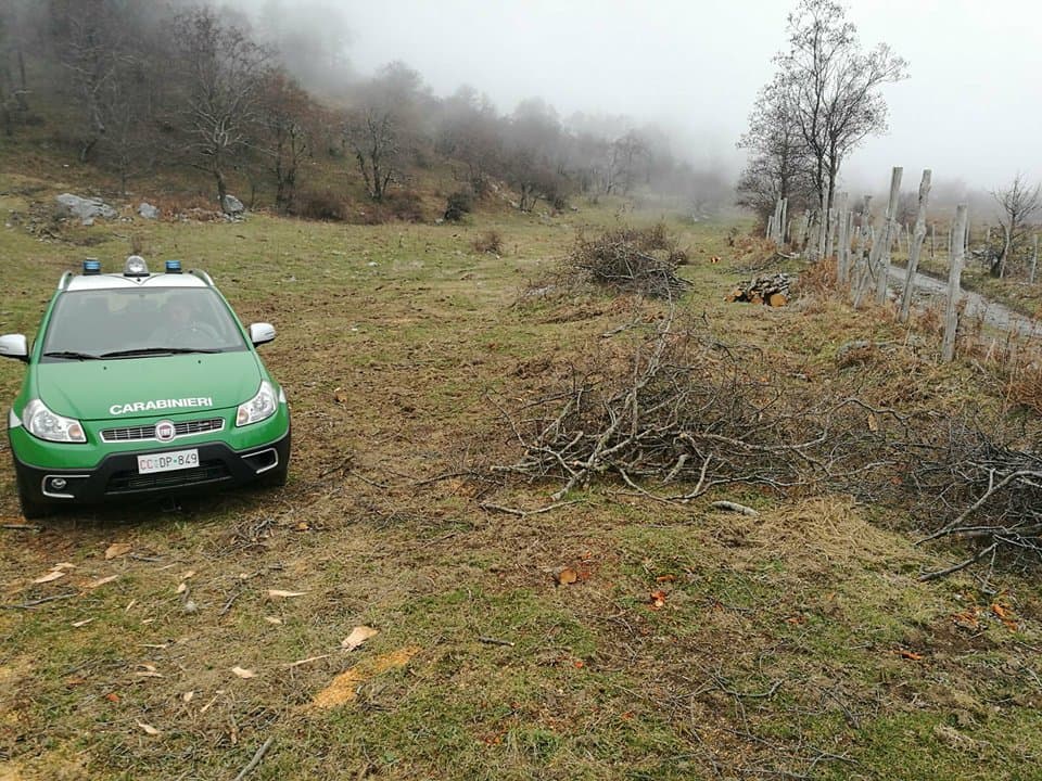Mendicino: furto aggravato di alberi, tre persone indagate
