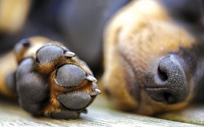 Allarme cani avvelenati, si chiede intensificazione controlli