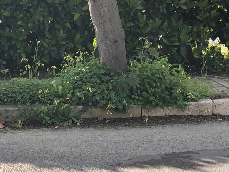 Corigliano, Fidelitas: erbacce e sterpaglie nello scalo