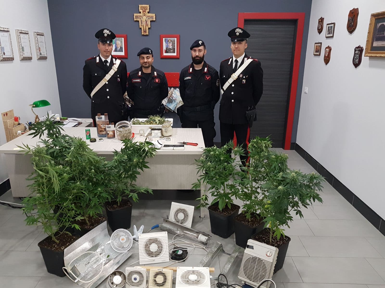 Mirto Crosia: arrestato per coltivazione e detenzione di sostanze stupefacenti