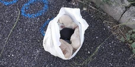 Tarsia: cuccioli di cane in sacco sull'A2, salvati