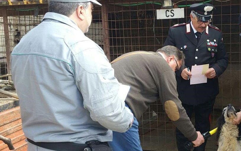 Carabinieri Parchi, repressione dei reati a danno degli animali