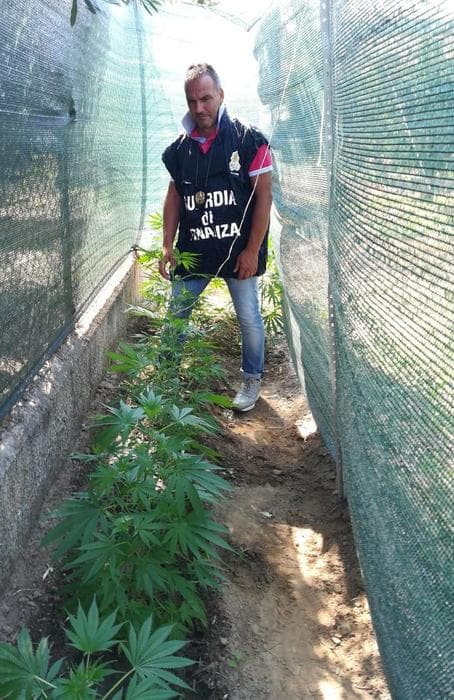 Rossano: coltivava marijuana in giardino, 40enne arrestato dalla Guardia di Finanza