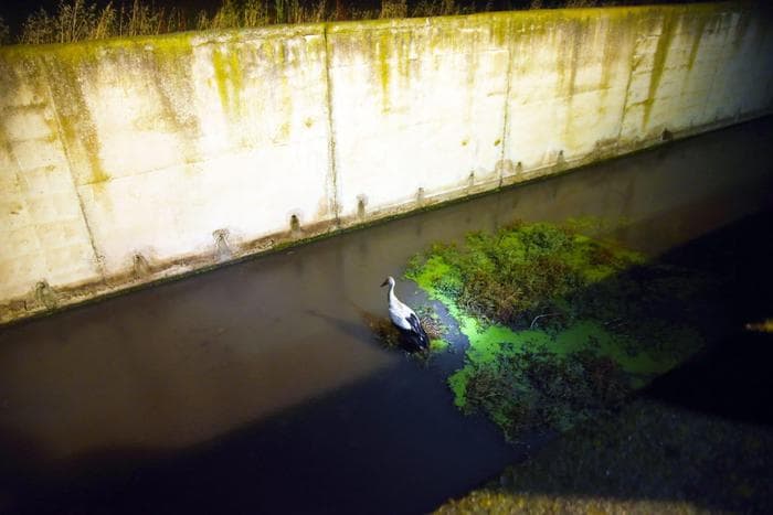 Cicogna finisce in canale a Sibari, salvata