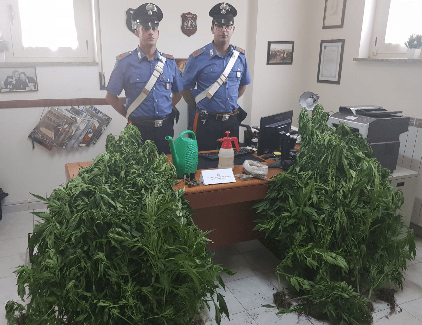Bocchigliero: coltivatore di marijuana arrestato dai Carabinieri mentre annaffia le piante.