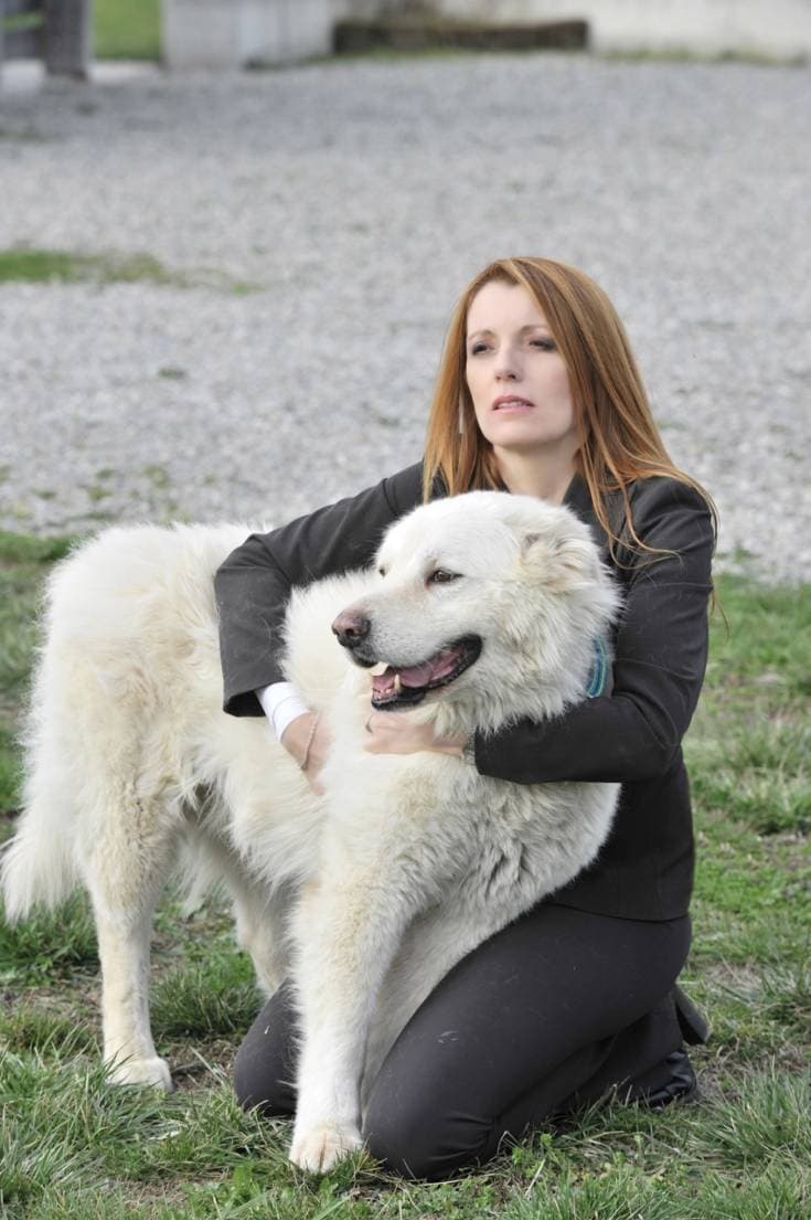 Emergenza maltrattamenti randagi: interviene Michela Vittoria Brambilla