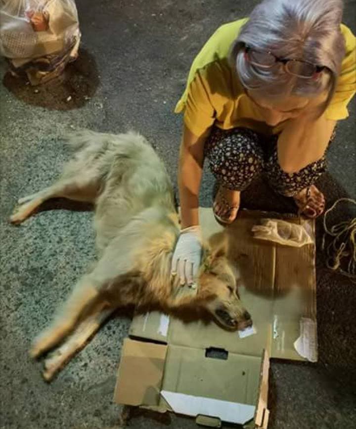 Corigliano: quattro cani randagi avvelenati negli ultimi giorni