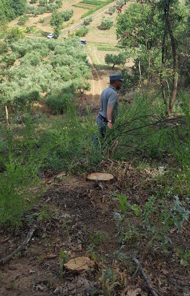 Carabinieri Forestale Castrovillari: furto legna area comunale, denunciato un uomo di Roggiano