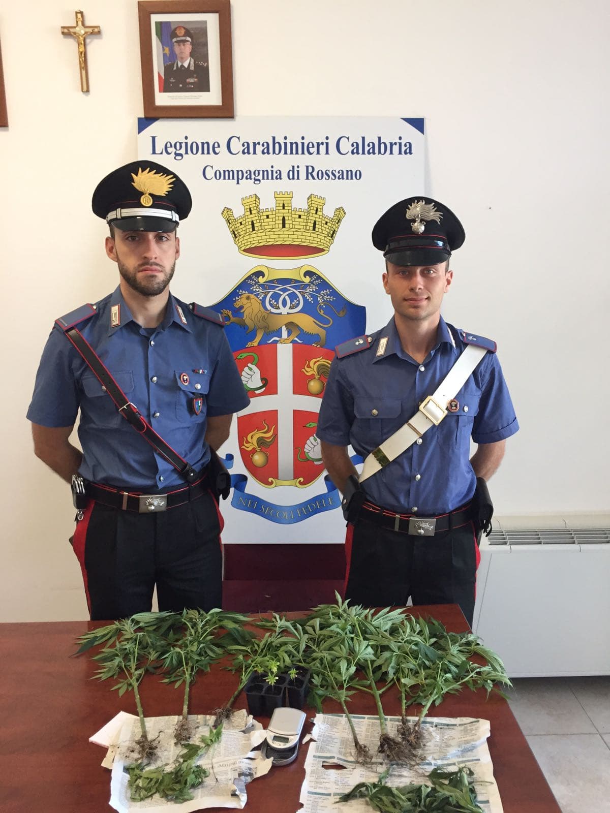 Rossano: coltivava marijuana nel giardino di casa, trentanovenne in manette
