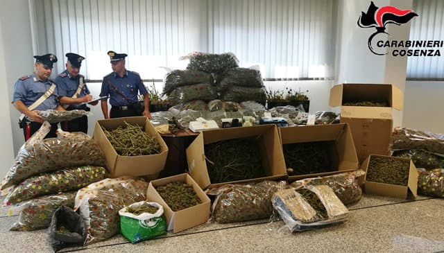 CARABINIERI COMPAGNIA RENDE: un arresto per detenzione, coltivazione e spaccio.Deteneva in casa due quintali di marijuana