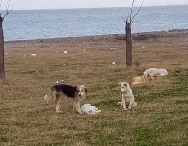 Rossano: lavoratori aggrediti da un branco di cani randagi