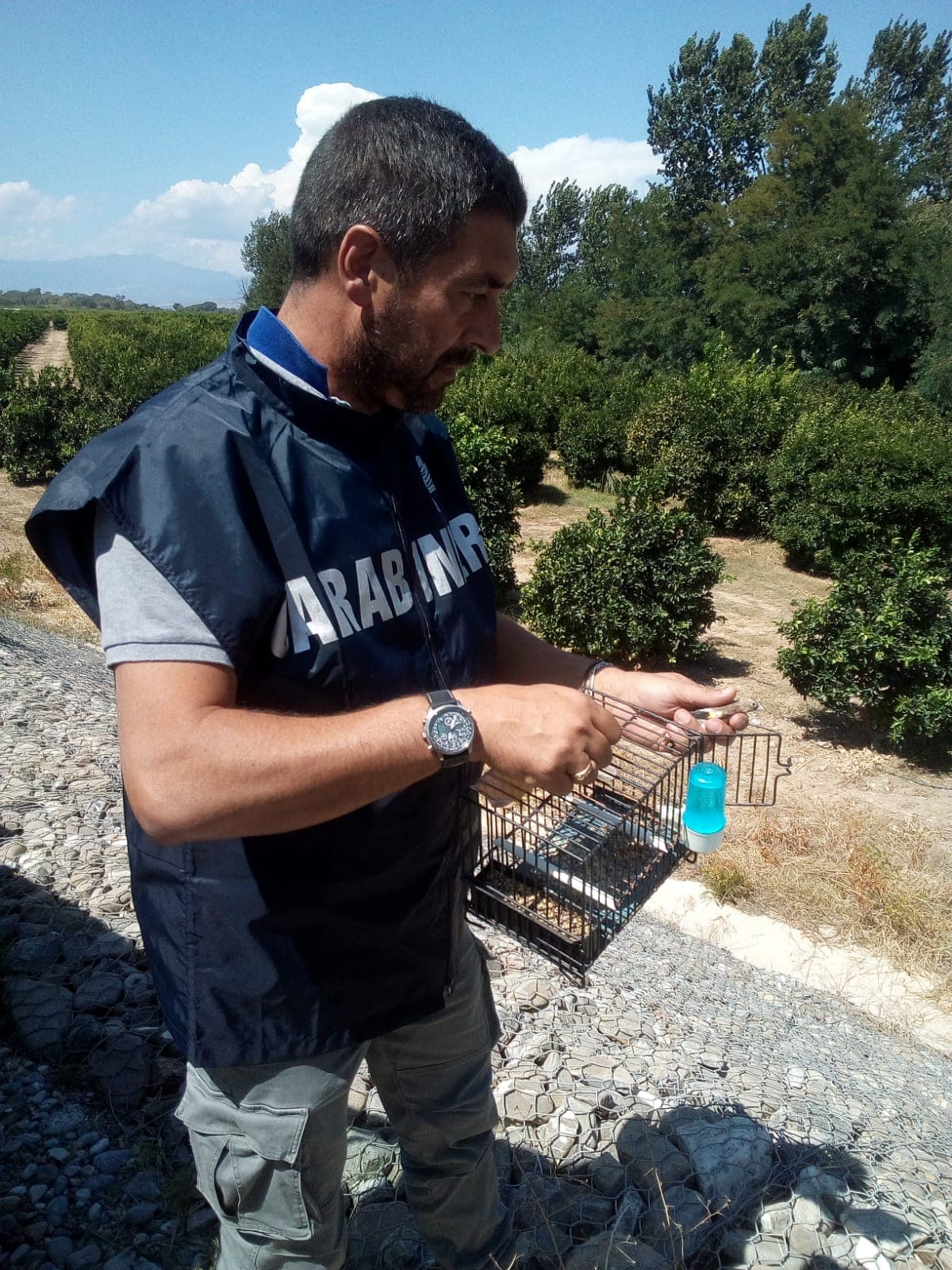 Villapiana: detenevano illegalmente cardellini in gabbia, tre persone segnalate
