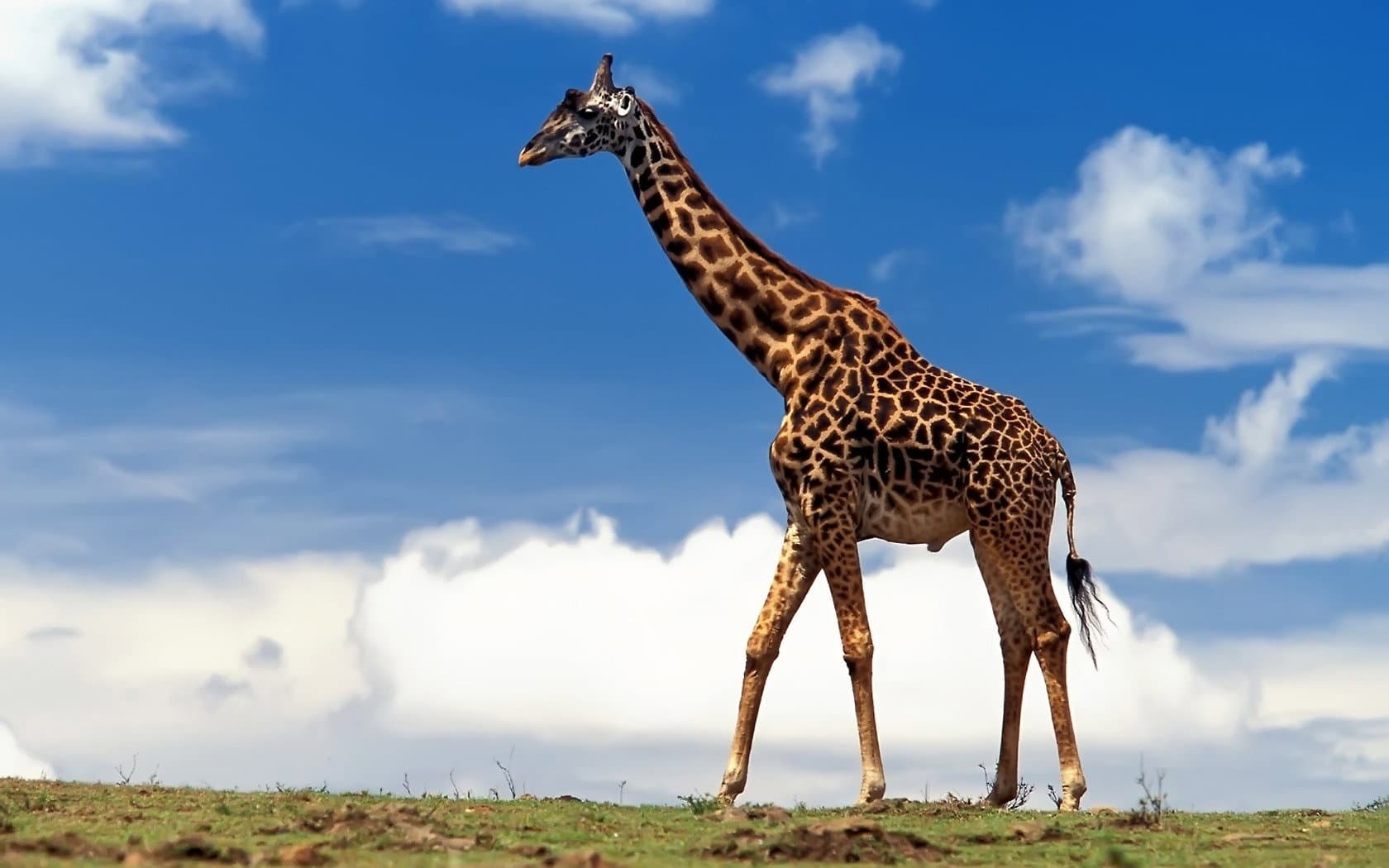 Sudafrica, madre e figlio attaccati da una giraffa sono in condizioni critiche