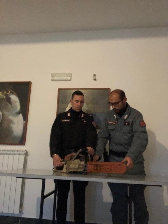 Cotronei: taglio abusivo alberi Parco Sila, denunciato un uomo