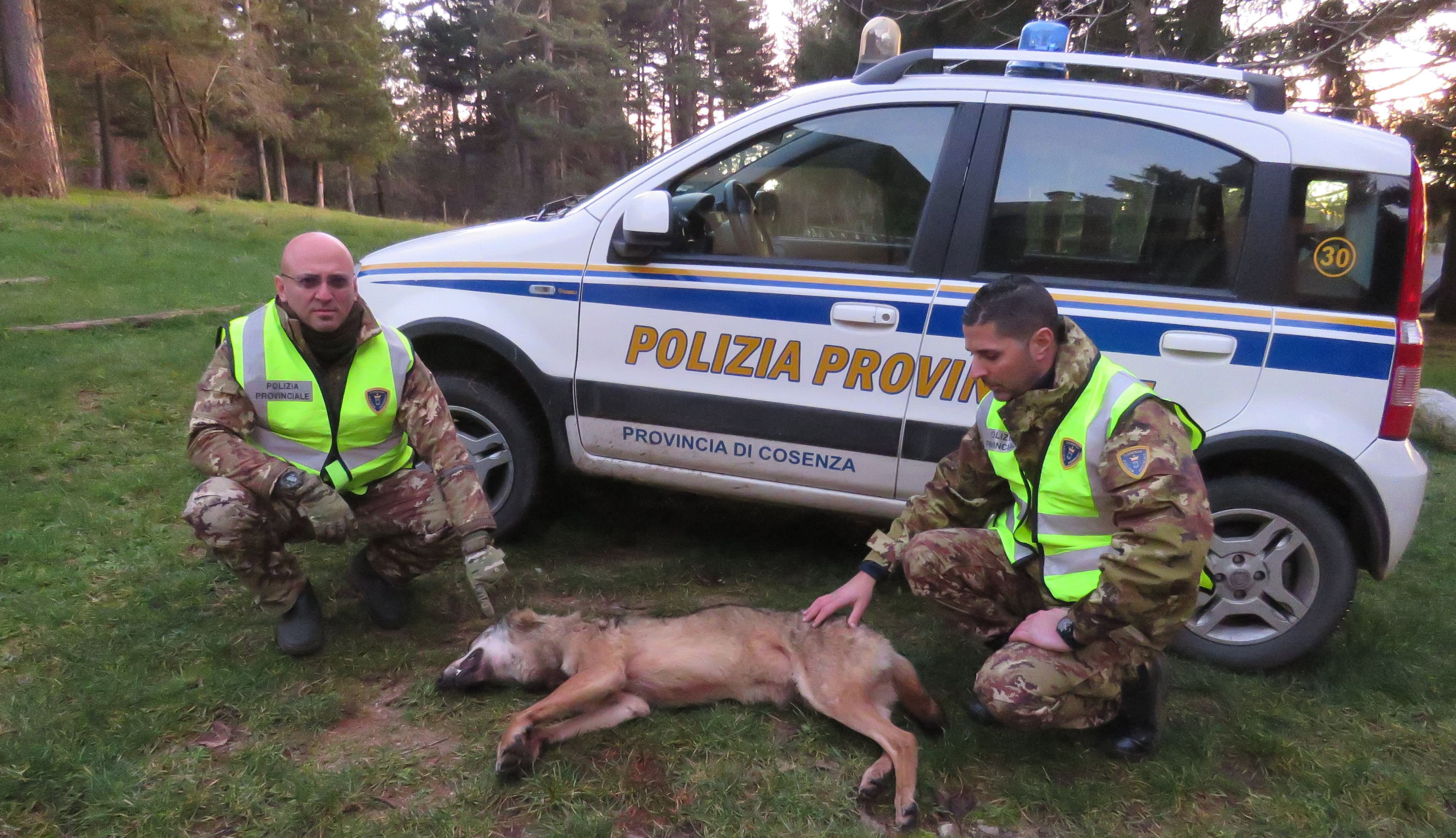 Lupo trovato morto dalla Polizia Provinciale in Sila