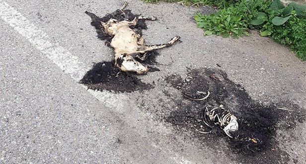 Cani bruciati a Corigliano Rossano - ATTENZIONE IMMAGINI FORTI
