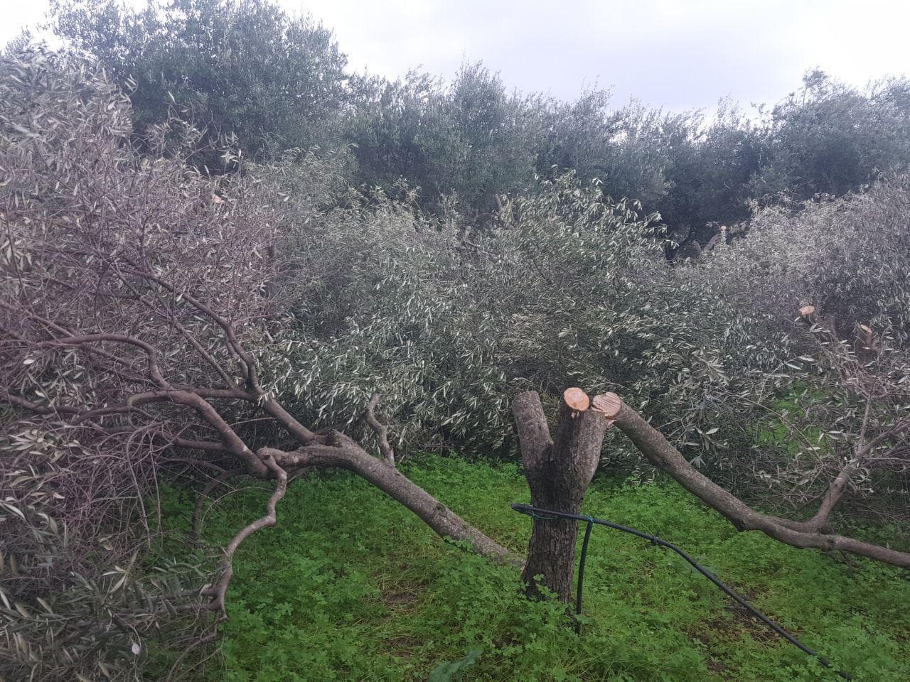 Associazione Rossano Pentastellata: piena solidarietà al nostro Domenico