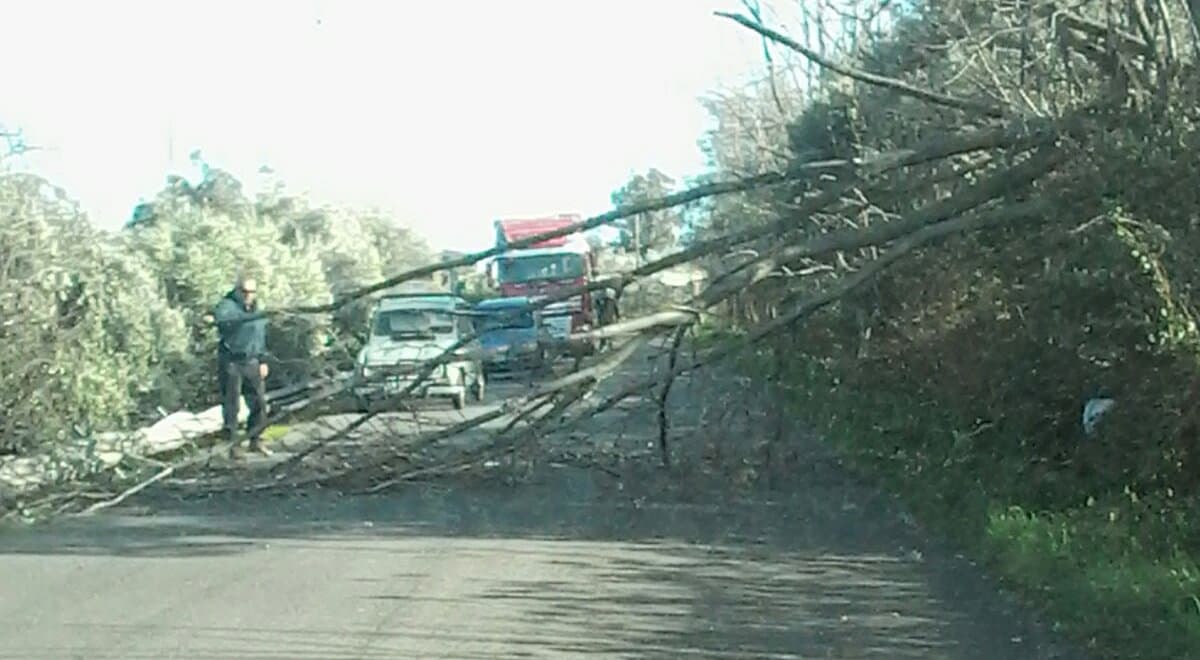 Corigliano, caduti alberi in contrada Torricella