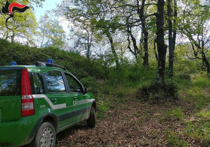 Pollino, una denuncia per furto di legna
