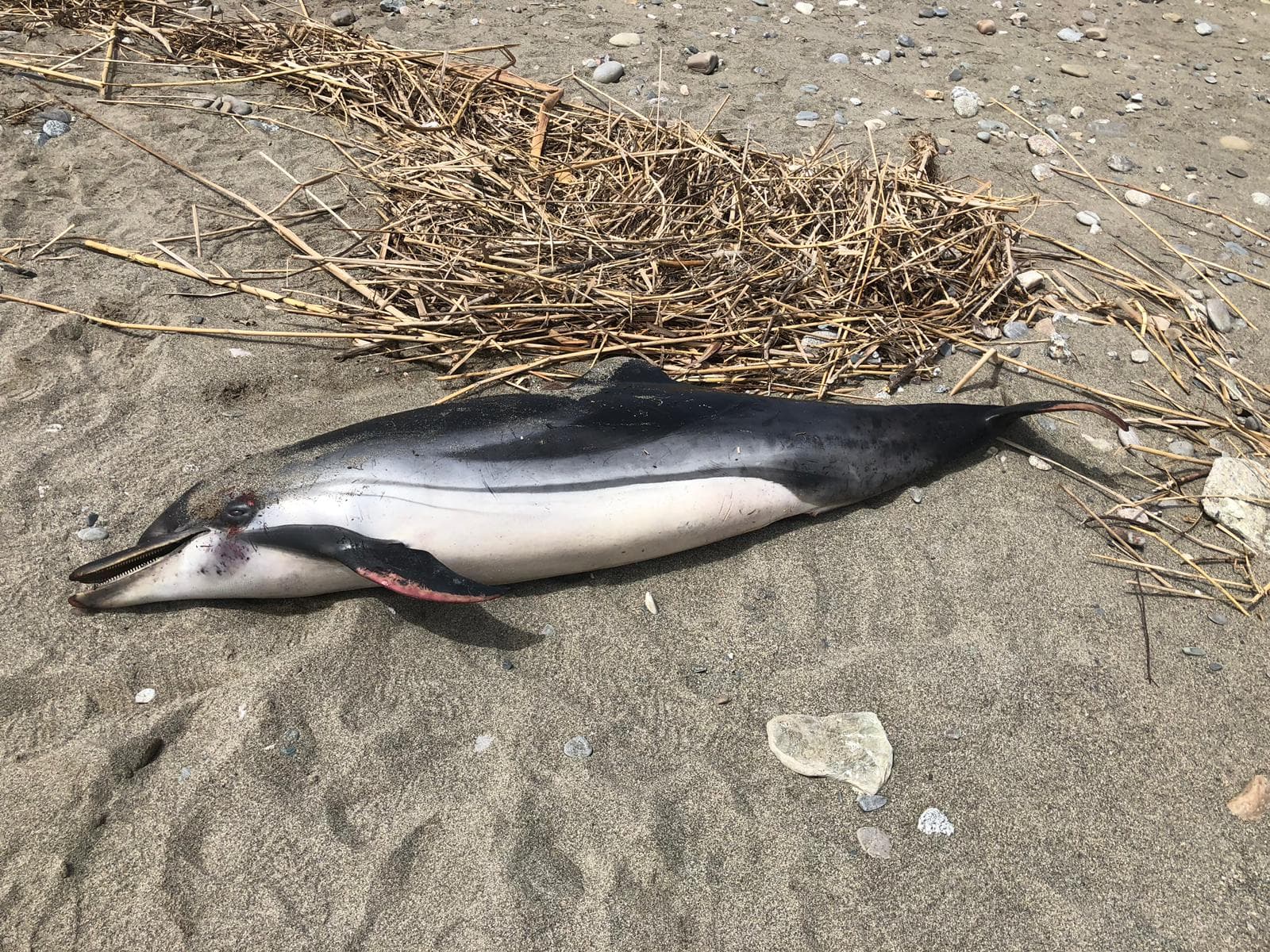 Delfino spiaggiato a Calopezzati