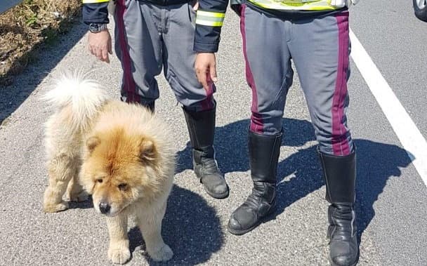 La Polizia Stradale salva esemplare di Chow Chow abbandonato sulla 106