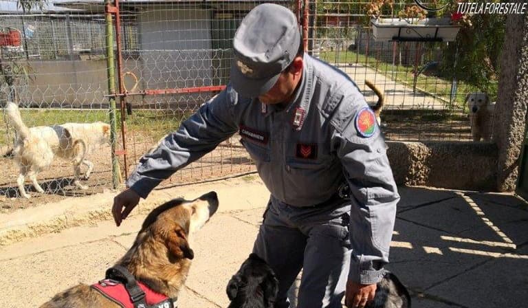 Rossano, sequestrato canile abusivo