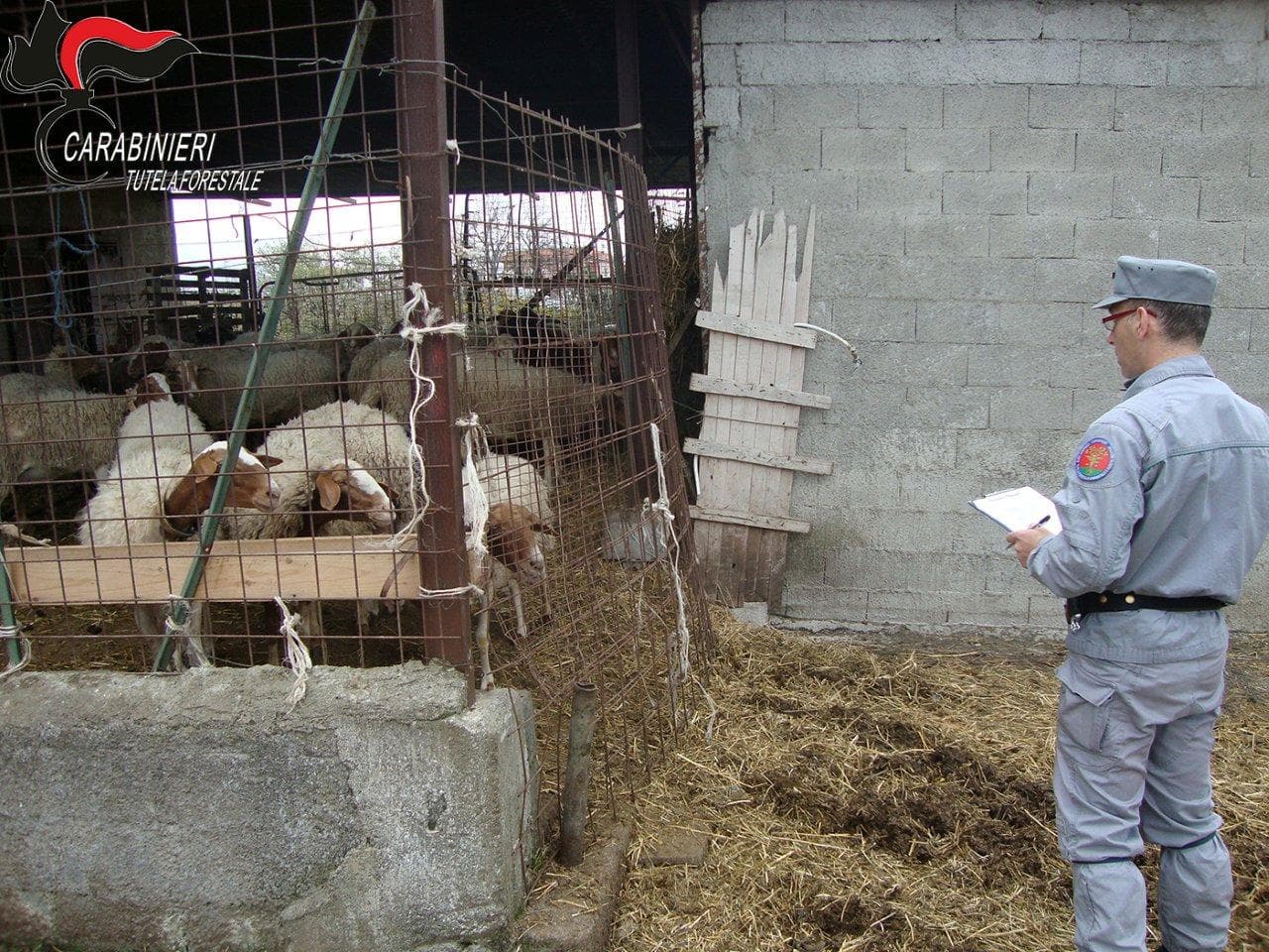 Sequestri ovicaprini a Scalea e S. Nicola Arcella