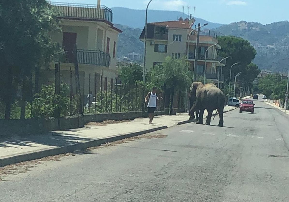 Corigliano Rossano, elefante in libera uscita