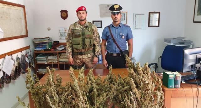 Campana, rinvenute oltre 360 piante di marijuana
