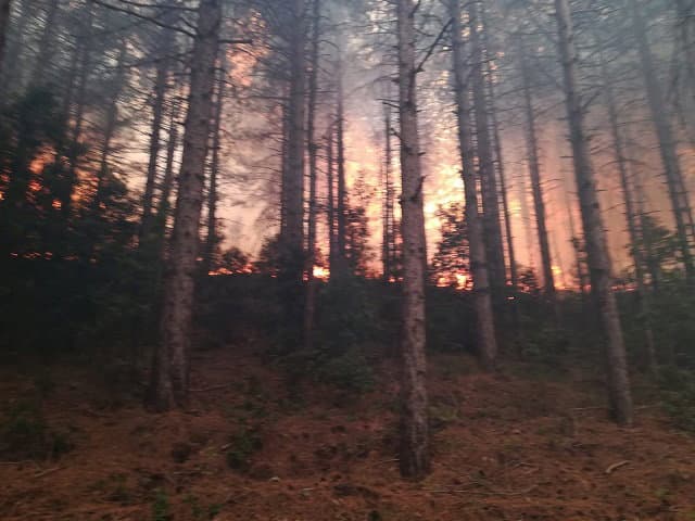 Ha origine dolosa l’ incendio di Ferragosto nel Parco del Pollino