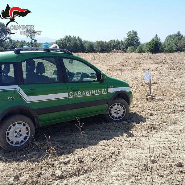 Carabinieri Forestale, Corigliano Rossano: estirpazione abusiva di un agrumeto. Sigilli e denunce